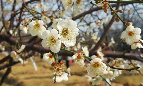 广州萝岗香雪公园梅花节2024_广州萝岗