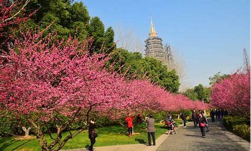 常州红梅公园梅花节_常州红梅公园梅花节2024年开幕